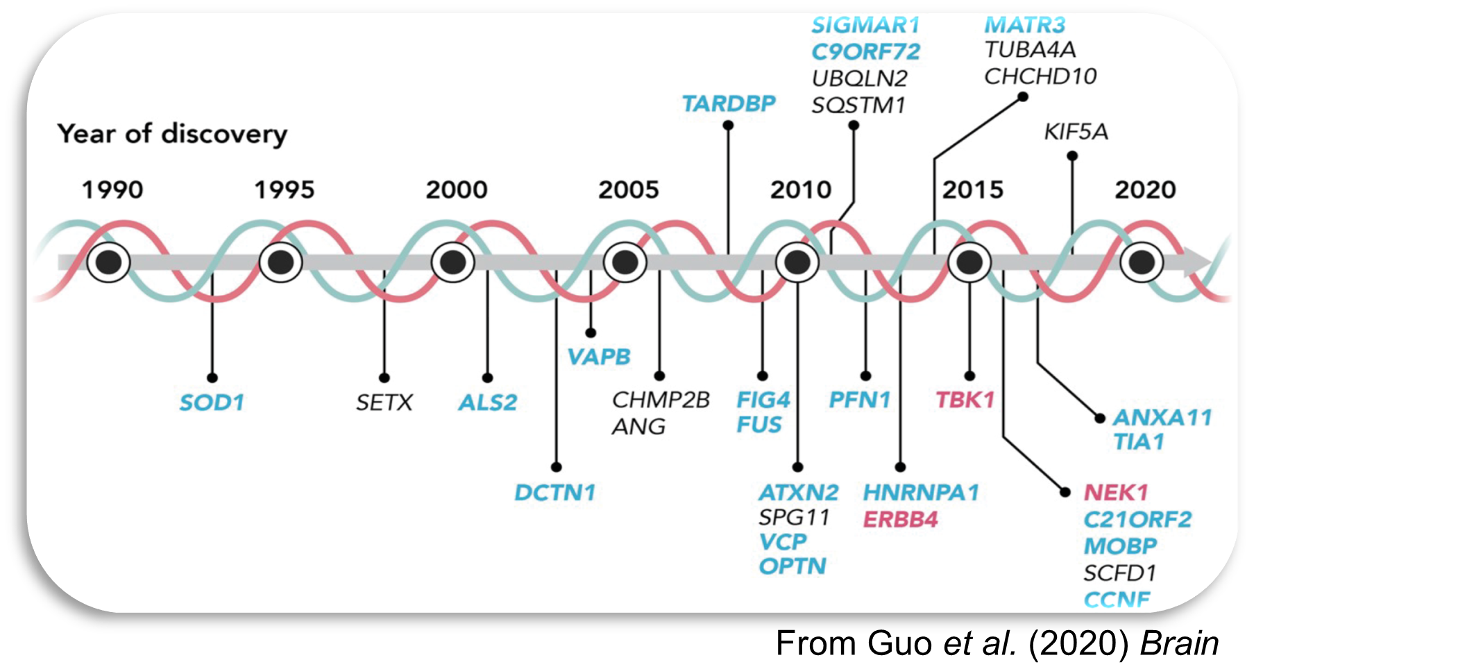 Genes in blue are ALS genes of which the gene product could interact with kinases pathologically. Genes in pink are encoding kinases. NEK1 represents an important gene to study.